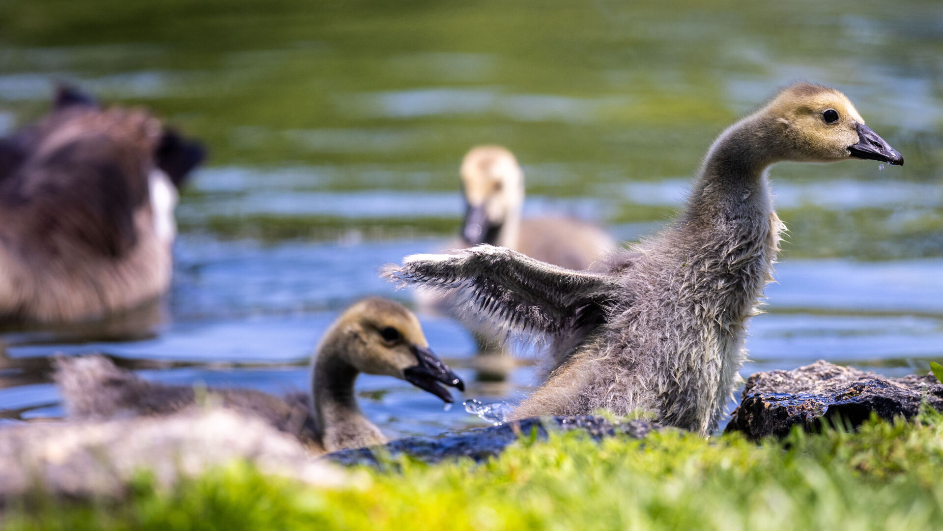 050825-owh-new-geese-cm-03.jpg